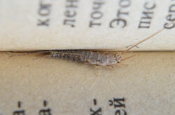 Silverfish nestled between the pages of a book.