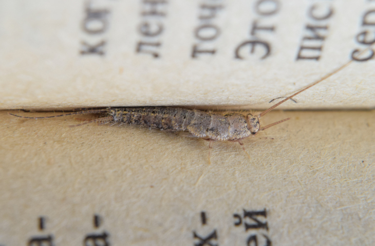 Should I Worry About Silverfish?