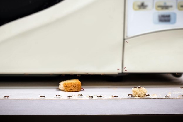 Ants feeding on crumbs around a microwave.