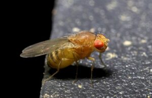 A small yellow fruit fly, or gnat, with red eyes.