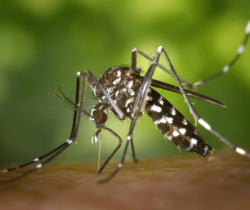 Image of a mosquito