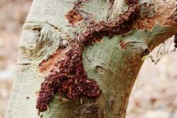 Formosan termites feeding on a tree.
