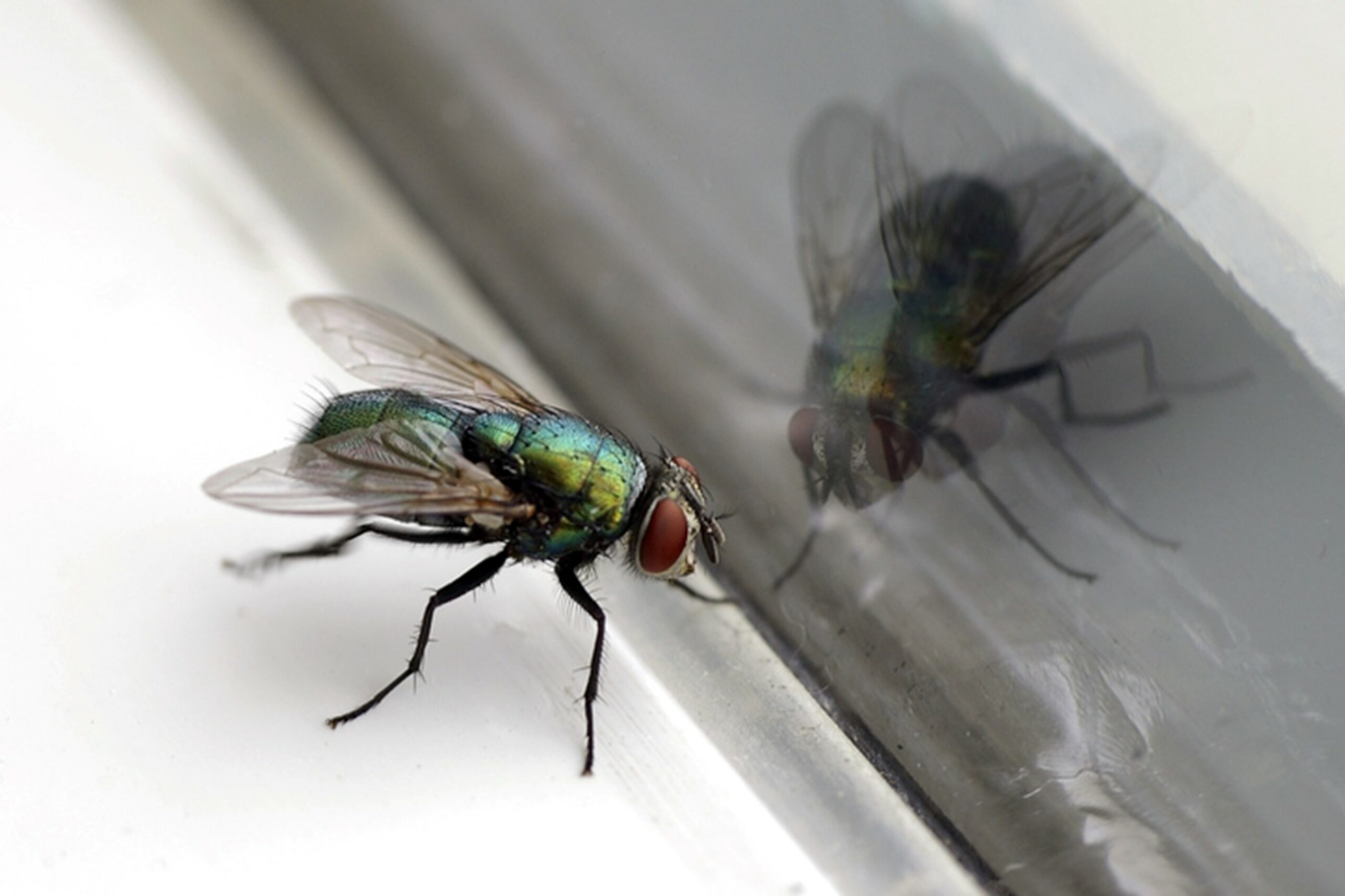 A house fly resting next to a windowsill.