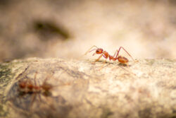 Two fire ants crawling on a large stone.