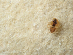 A bed bug crawling on the upholstery of a couch.