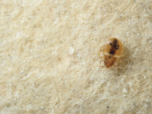 A bed bug crawling on the upholstery of a couch.