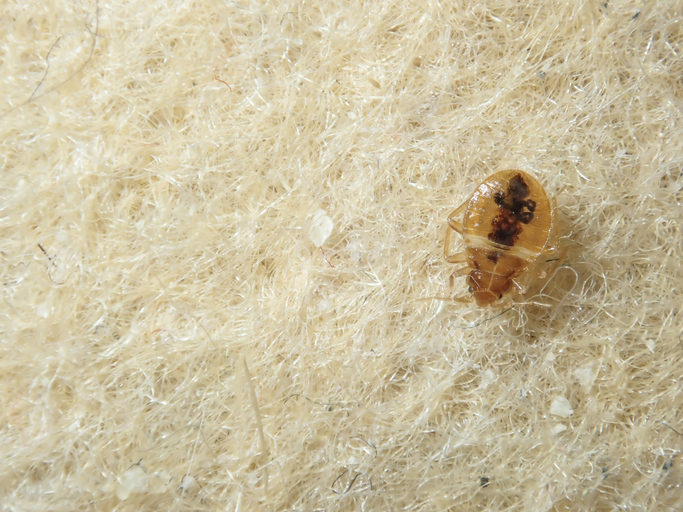 Bed Bug Infestation Treatment