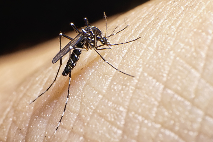 An Aedes mosquito biting a person.