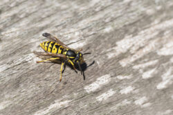 A yellow jacket on a piece of wood.