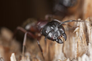 A carpenter ant guarding its nest.