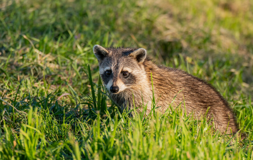 Racoon Outdoors.