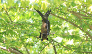 A flying fox (fruit bat) hangs on a palm tree branch