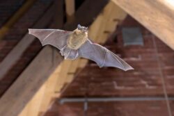 A brown bat flying inside a building.