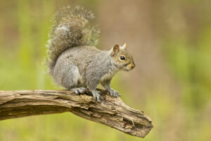 Squirrel Outdoors.