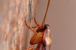 A cockroach resting on a granite surface.
