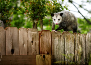 Possum Outdoors.