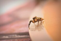 A jumping spider resting on a plate in a Florida home.