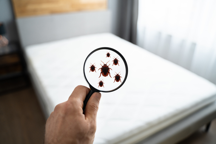 A person holding a magnifying glass over a bed and finding bed bugs.