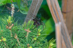 A spider spinning a web on the tree.