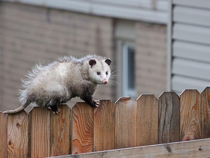Opossum walks across a fence.