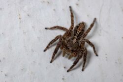 A smallF Florida house spider on a white surface.