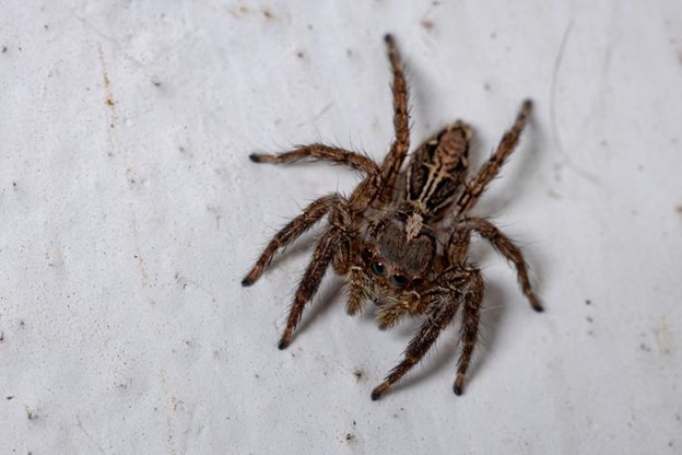 10 Common House Spiders In Florida Mccall Service
