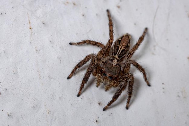 Common House-spider