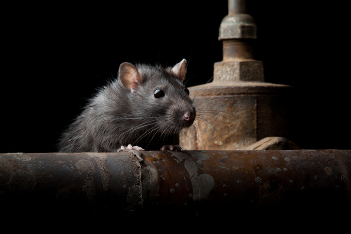 Roof rat climbing on a pipe.