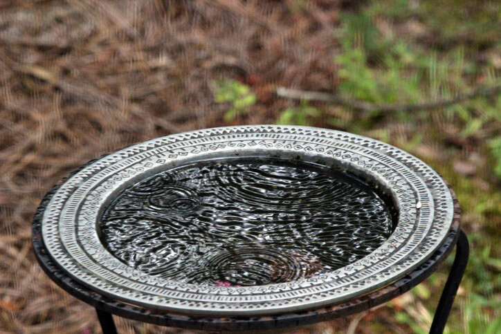 A bird bath filled with water. 