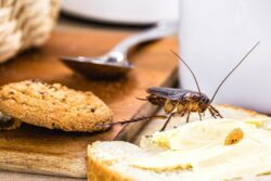 A cockroach feeding on bread in a kitchen.