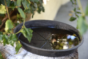 A planter full of standing water, which attracts mosquitoes.