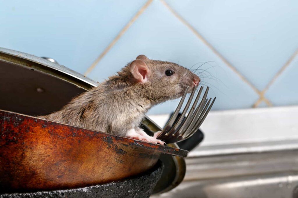 Rat climbing in pots around a sink.