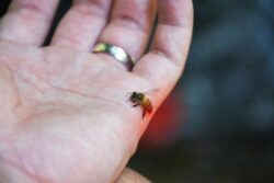 A bee stinging a man on his hand.