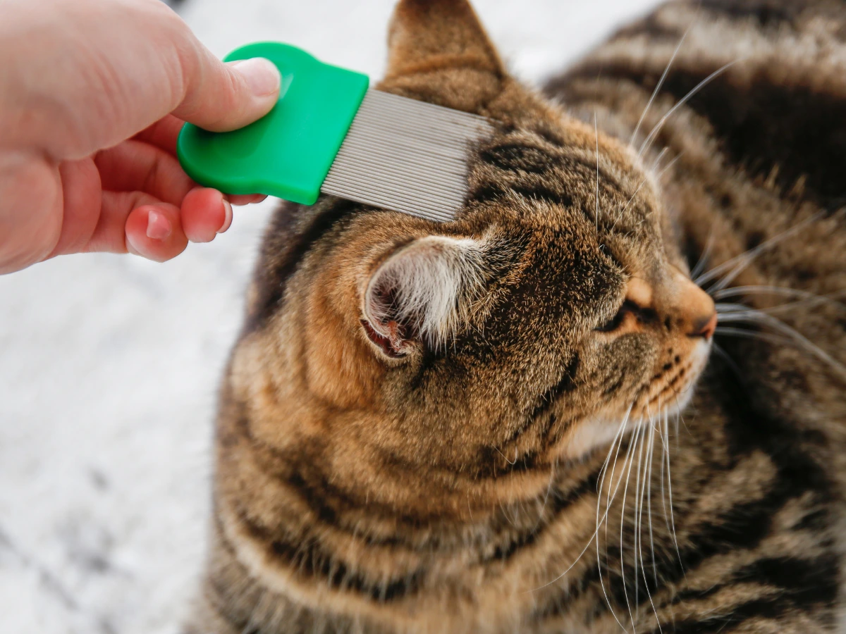Close-up of a flea on pet fur — a common sign of a flea infestation requiring prompt treatment in Florida homes