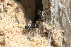 a close-up of a carpenter ant chewing on wood