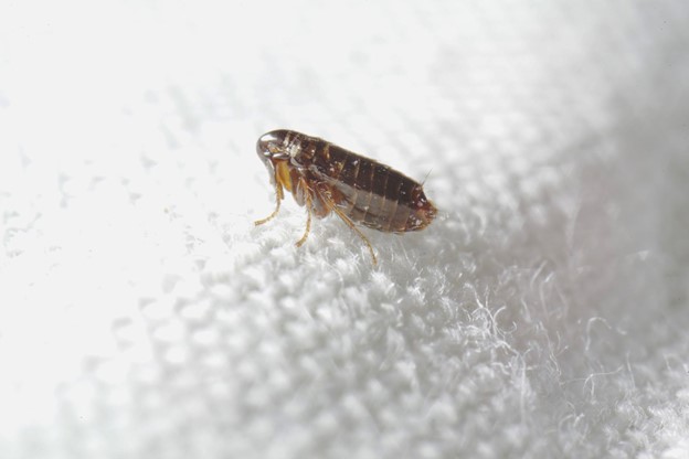 a flea on a piece of white fabric