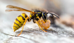 A magnified image of a common wasp
