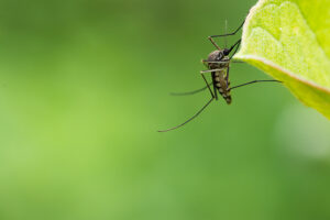 Close-up of a mosquito perched on a leaf