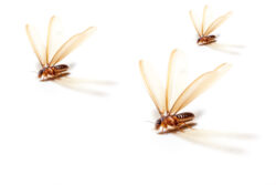 Three winged termites flapping their wings.