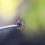 An engorged tick being held up by tweezers.