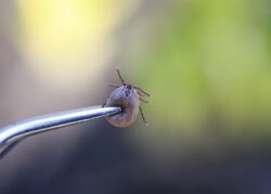 An engorged tick being held up by tweezers.