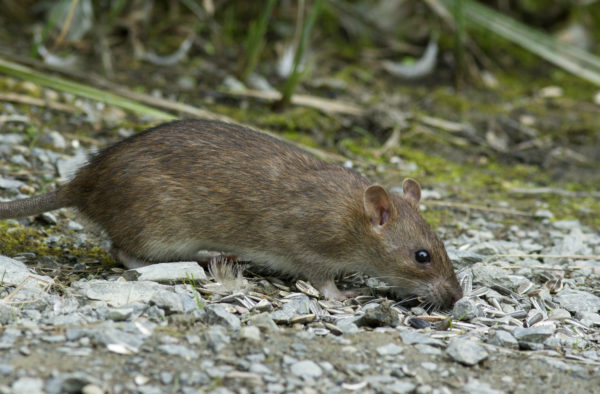 A brown rat sniffing some pebbles as it crawls along the ground
