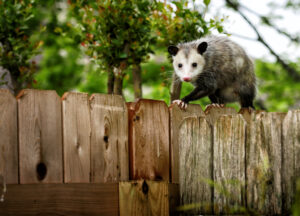 Common Opossum walking on new backyard fence