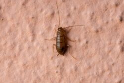 A baby cockroach, or nymph, resting on a wall.