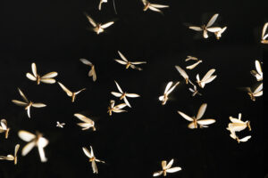 A cluster of flying termites