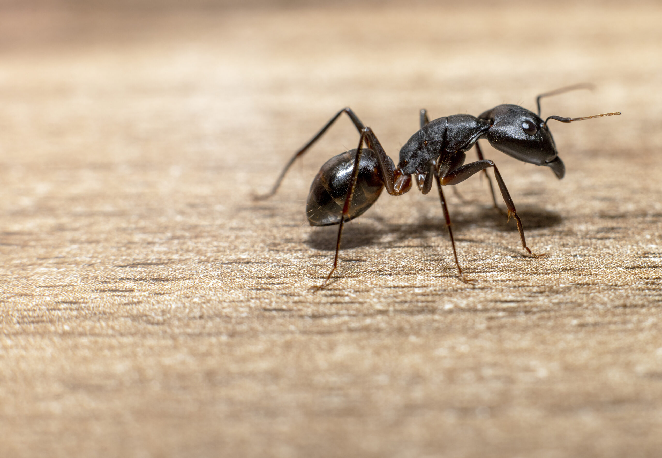 Macro photograph of Camponotus Xerxes, the Giant black ant found in the United Arab Emirates