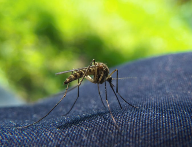Can Mosquitoes Bite Through Leggings 