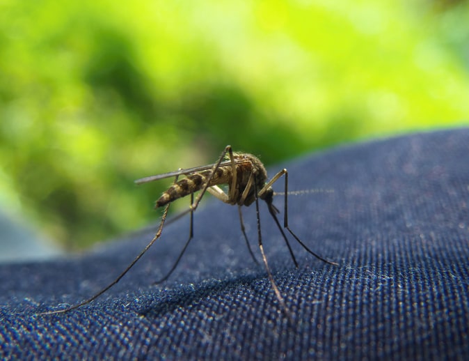 A mosquito biting through clothing.