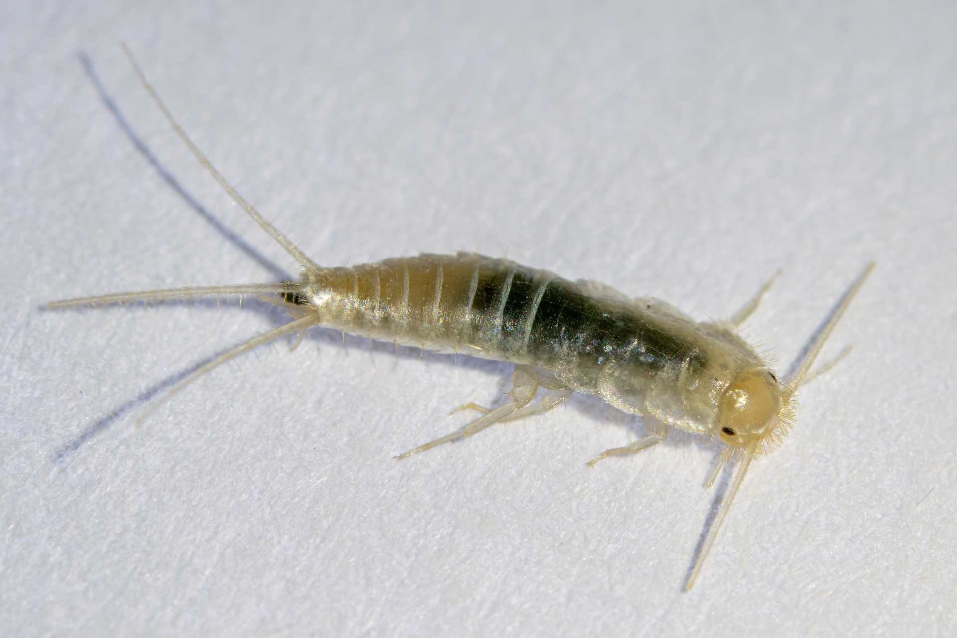 What Are Silverfish McCall Service