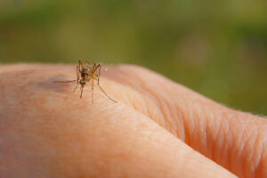 A close-up photo of a mosquito that has landed on a hand, preparing to begin feeding